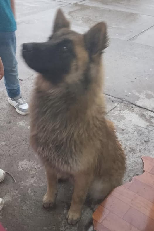 Belgian Tervuren