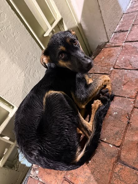 Mixed Breed
