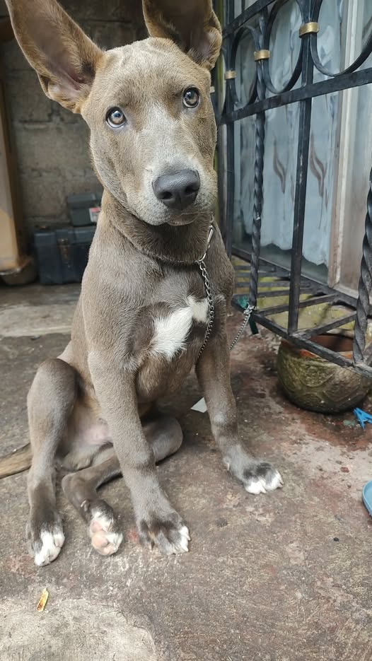 Mixed Breed