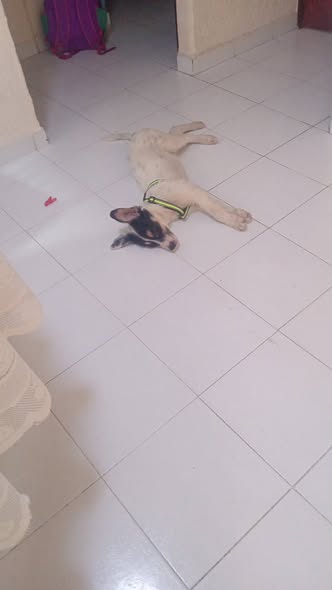 Mixed Breed