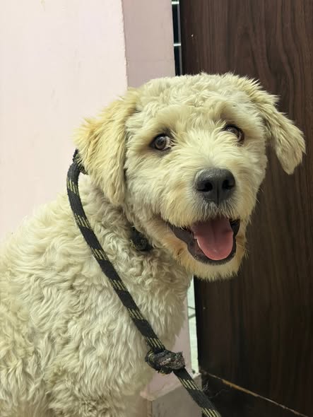Mixed Breed
