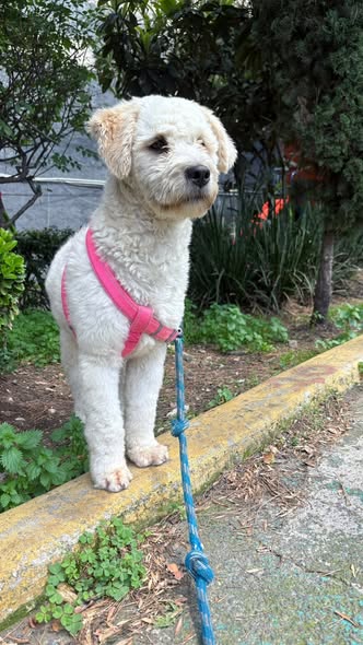 Mixed Breed