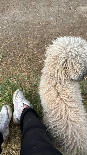 Poodle