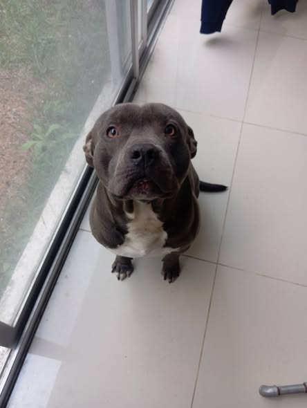 American Pit Bull Terrier