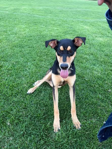 Mixed Breed