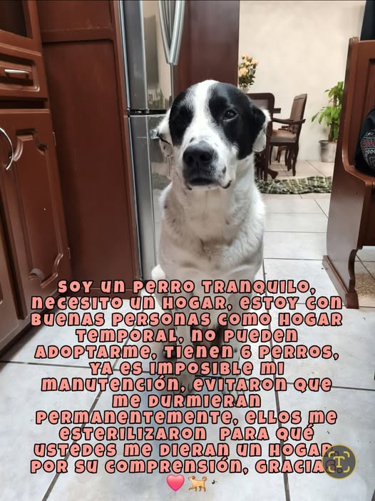 Mixed Breed