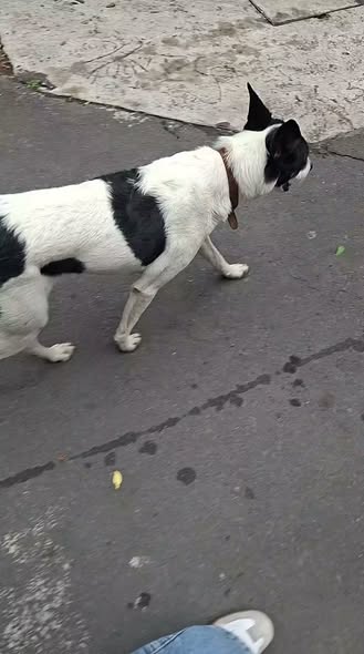 Mixed Breed