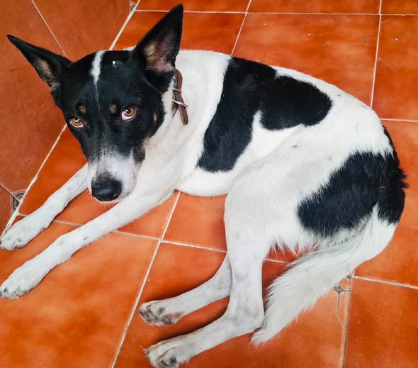 Mixed Breed