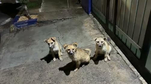 Mixed Breed