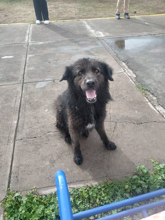 Mixed Breed