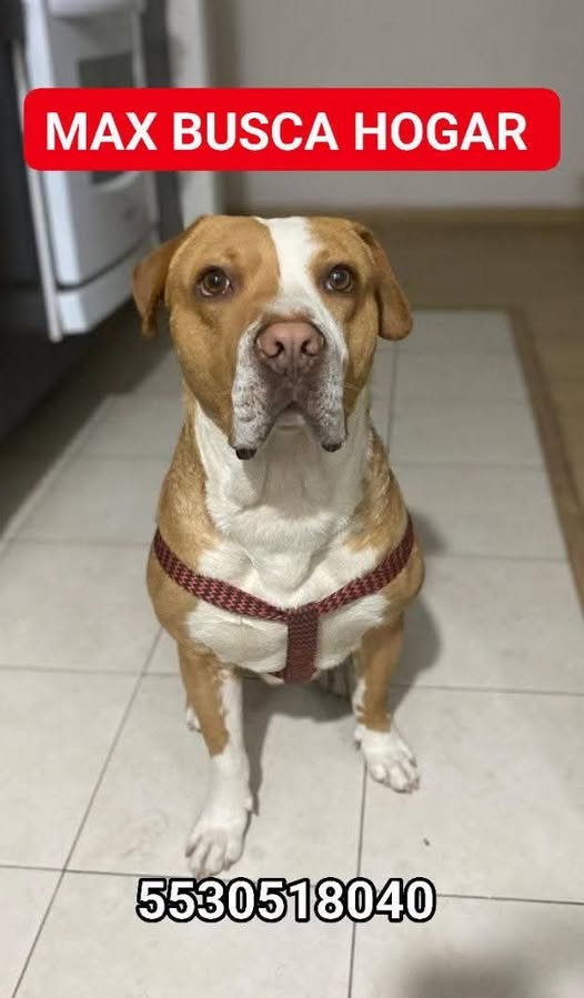 Mixed Breed