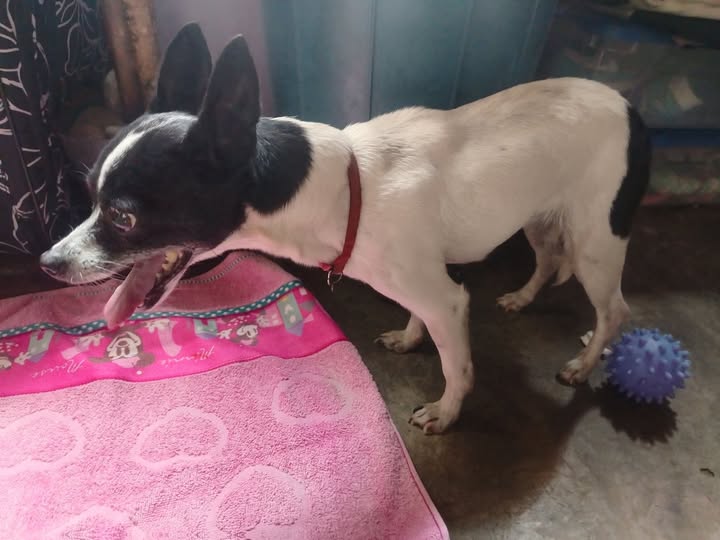 Chihuahua