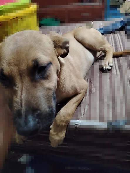 Mixed Breed