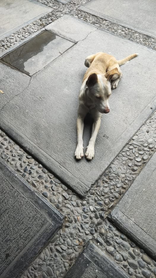 Mixed Breed
