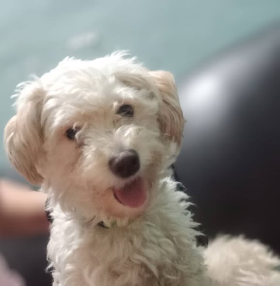 Mixed Breed