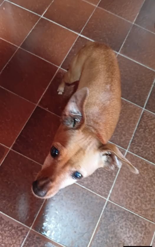 Mixed Breed