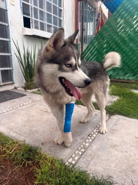 Siberian Husky