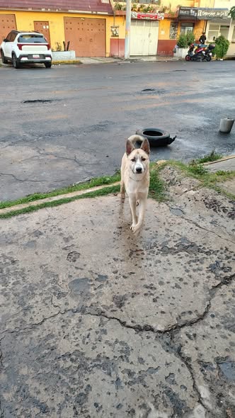Mixed Breed