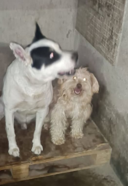 Mixed Breed