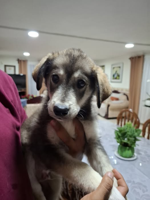 Mixed Breed