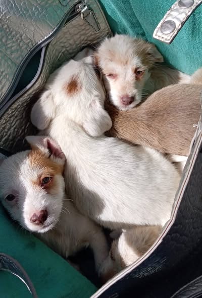 Mixed Breed