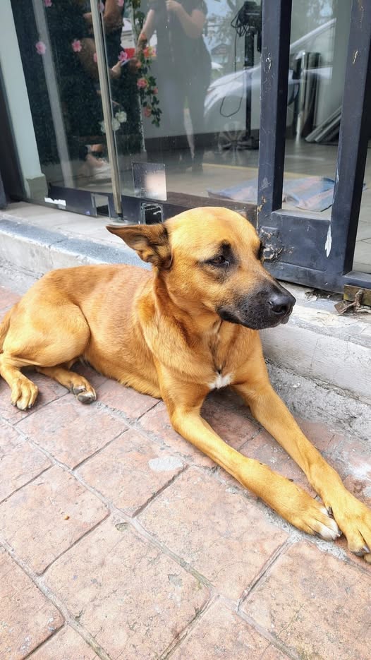 Mixed Breed
