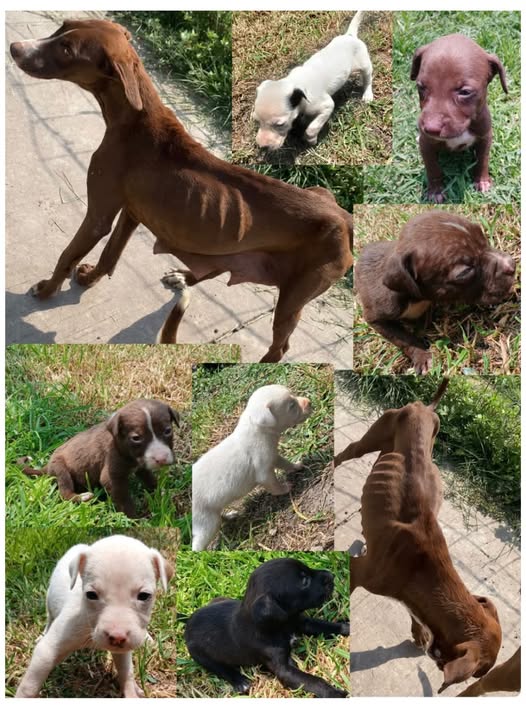 Mixed Breed