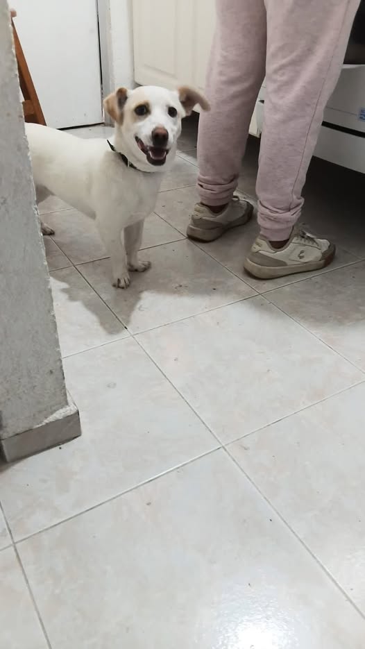 Mixed Breed
