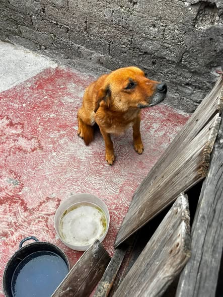Mixed Breed