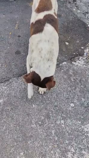 Mixed Breed