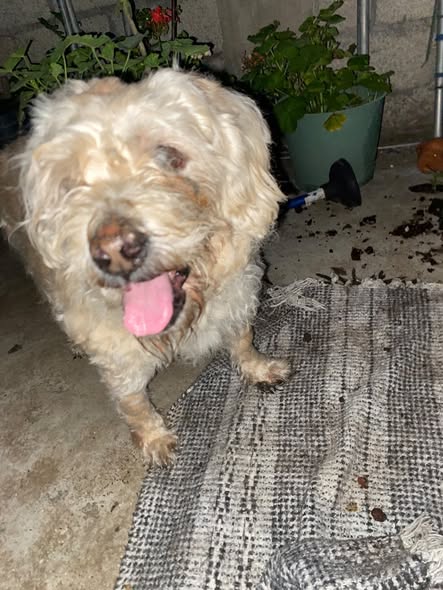 Mixed Breed