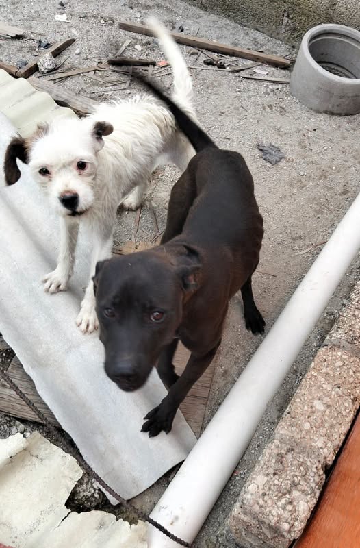 Mixed Breed