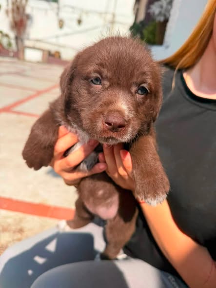 Mixed Breed