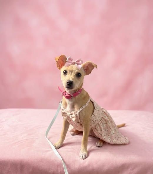 Chihuahua