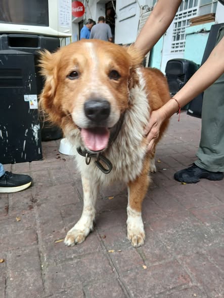 Mixed Breed