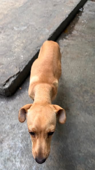Mixed Breed