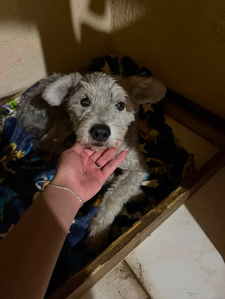 Mixed Breed
