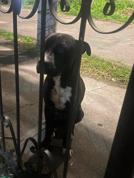 Mixed Breed