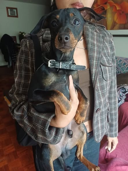 Miniature Pinscher
