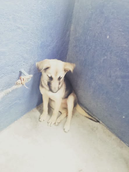 Mixed Breed