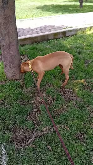 Mixed Breed