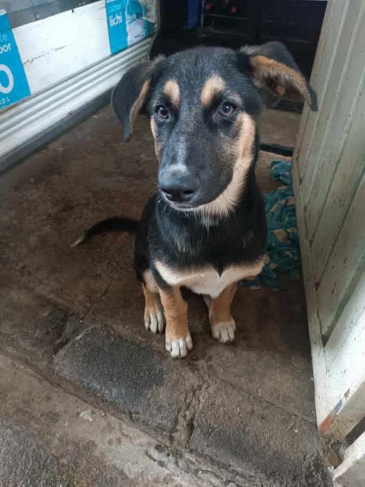 Mixed Breed