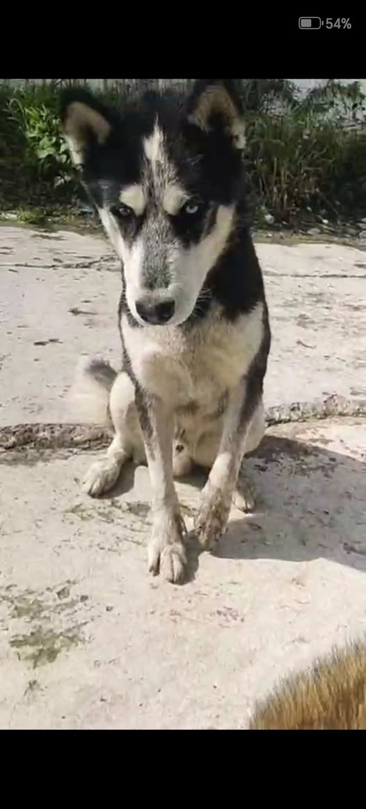Siberian Husky