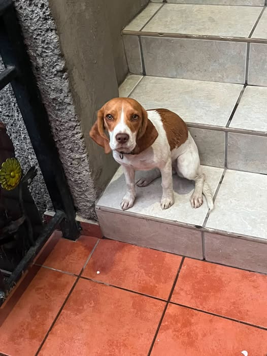 Beagle