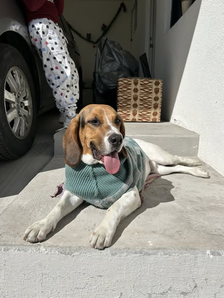 Beagle