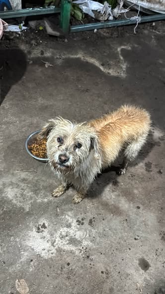 Mixed Breed