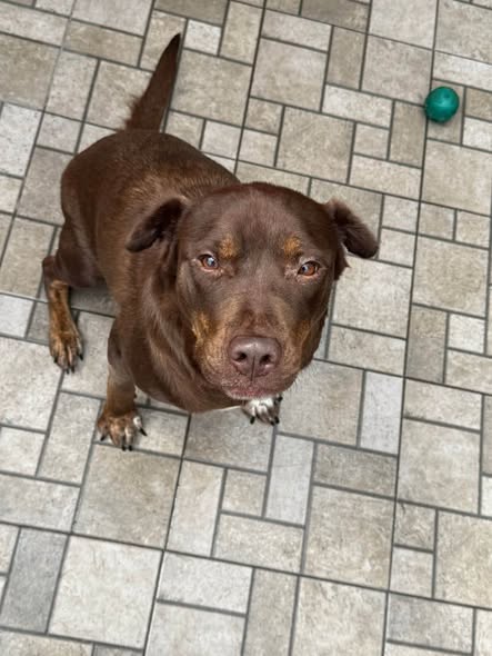 Mixed Breed
