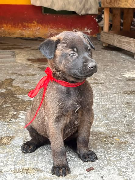 Mixed Breed