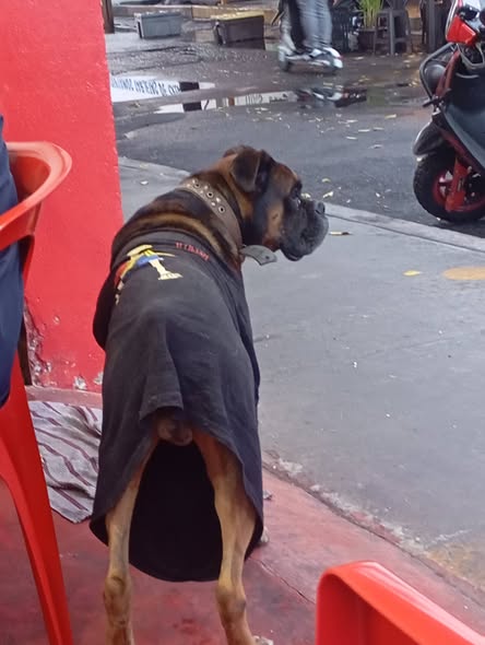 Boxer