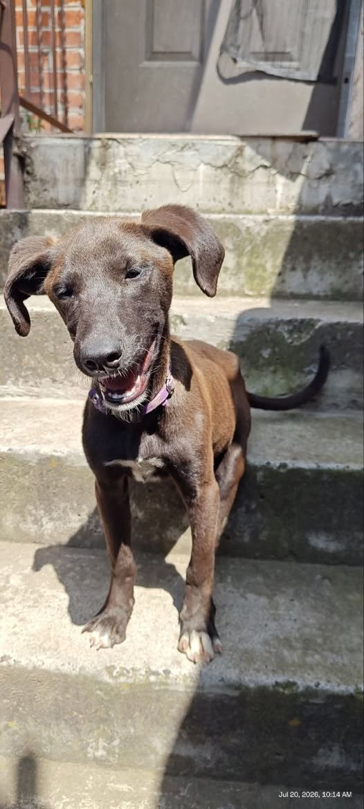Mixed Breed